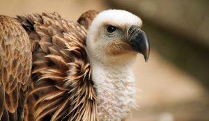 vulture-1270985_1280